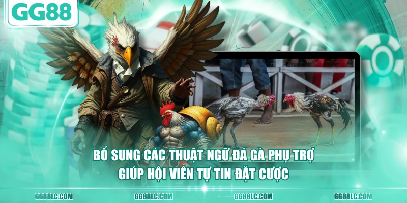 Bổ sung các thuật ngữ đá gà phụ trợ giúp hội viên tự tin đặt cược